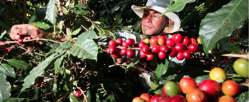 Cafeteros, aún sin plata para renovación anual